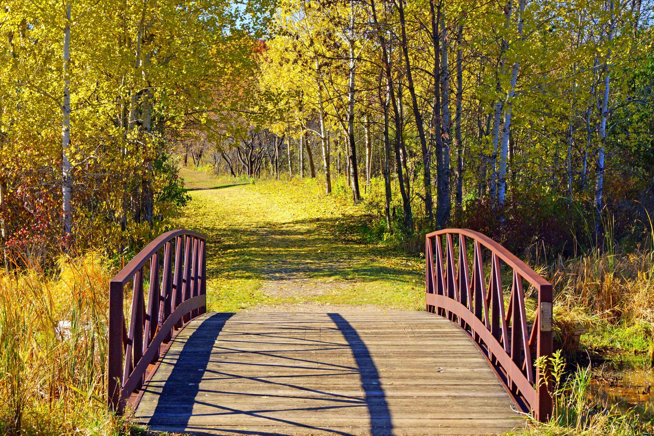 a bridge in a park