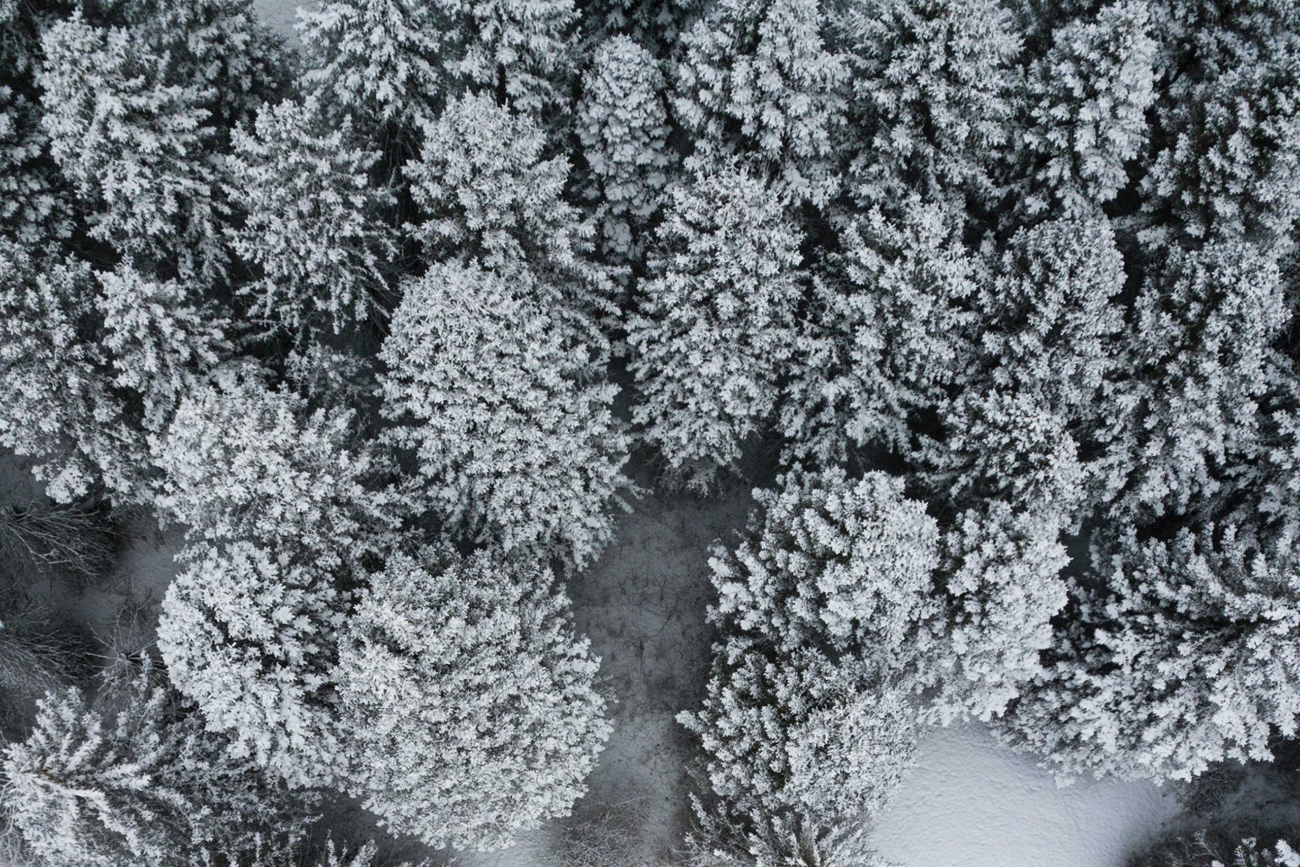 trees covered in snow