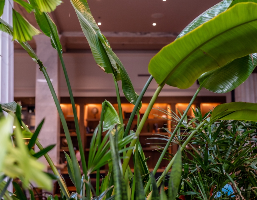 Green plants in the hotel emery lobby
