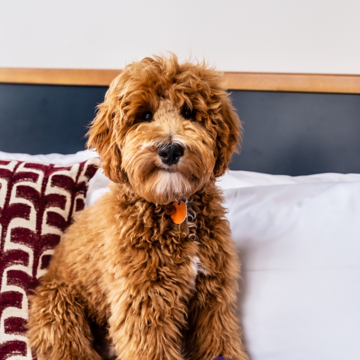 A brown dog sitting on a bed with a purple baseball cap