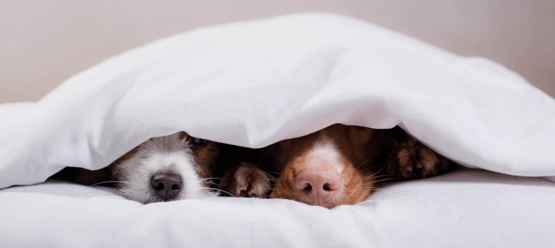 Two dogs under a white blanket