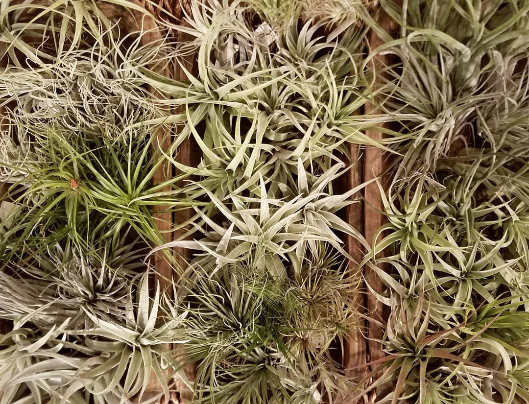 Airplants in wooden boxes