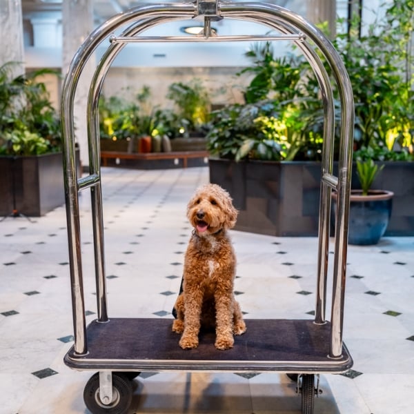 Dog sitting on luggage cart in Emery lobby