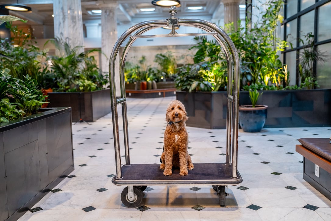 Dog Friendly 9