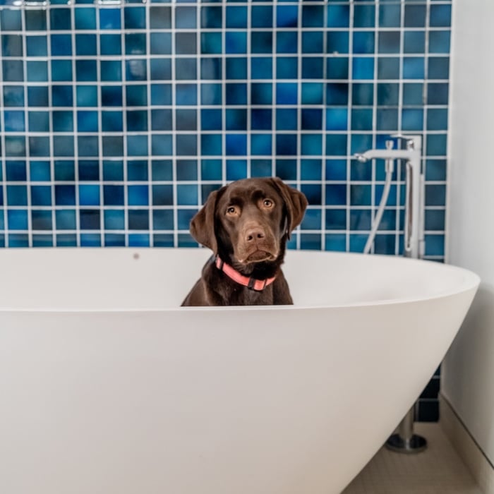 Dog Friendly 11